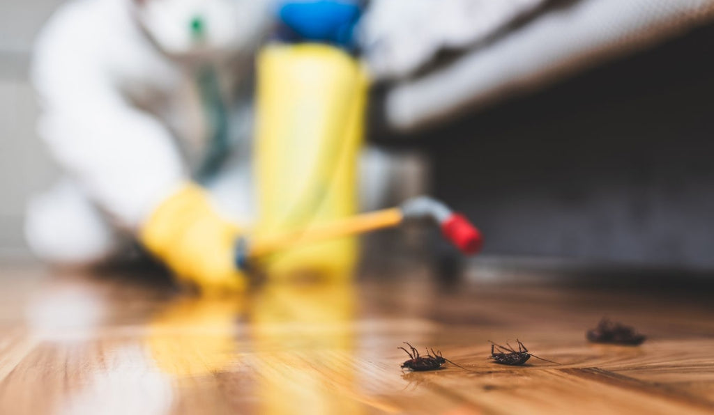 Eco-conscious pest control for cockroaches