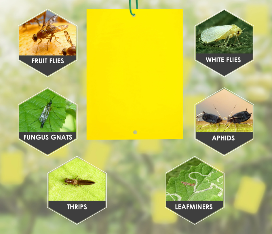 A) sticky panel trap used to capture flying house flies; (B) house