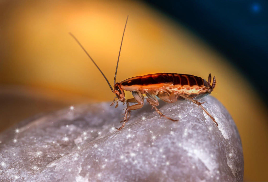 Identify Signs of a Roach Infestation ecopest supply