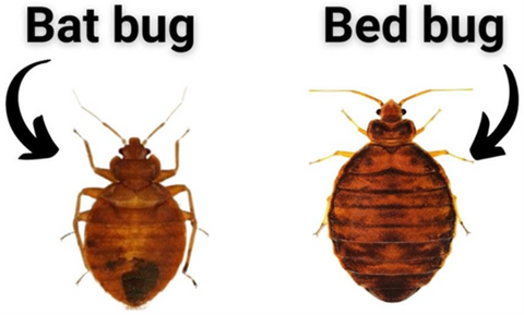 Bat bugs vs bed bugs