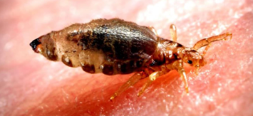 Head lice that looks like a bed bug