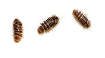 Carpet beetles that look like bed bugs