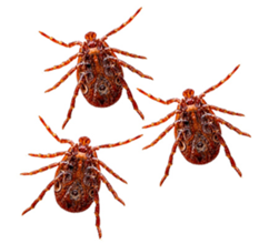 Picture of mites that look like bed bugs