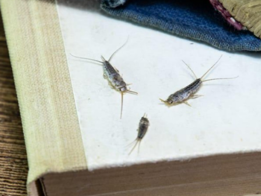 Purpose Behind Silverfish Sounds