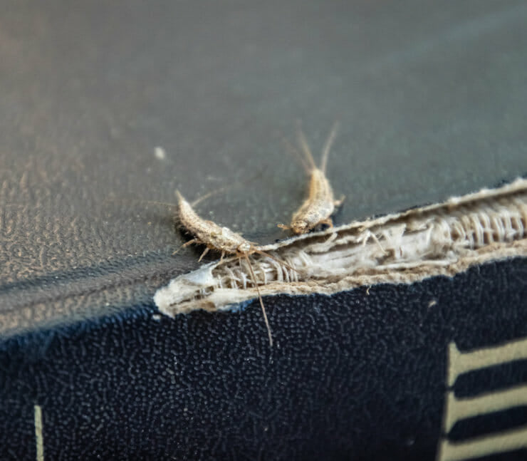 Silverfish eating books