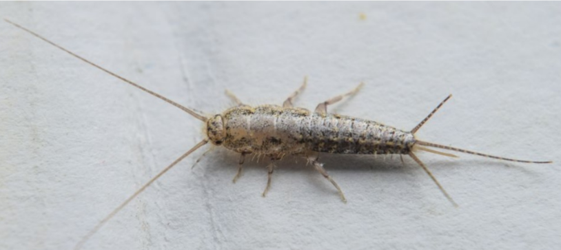 Photo of a silverfish