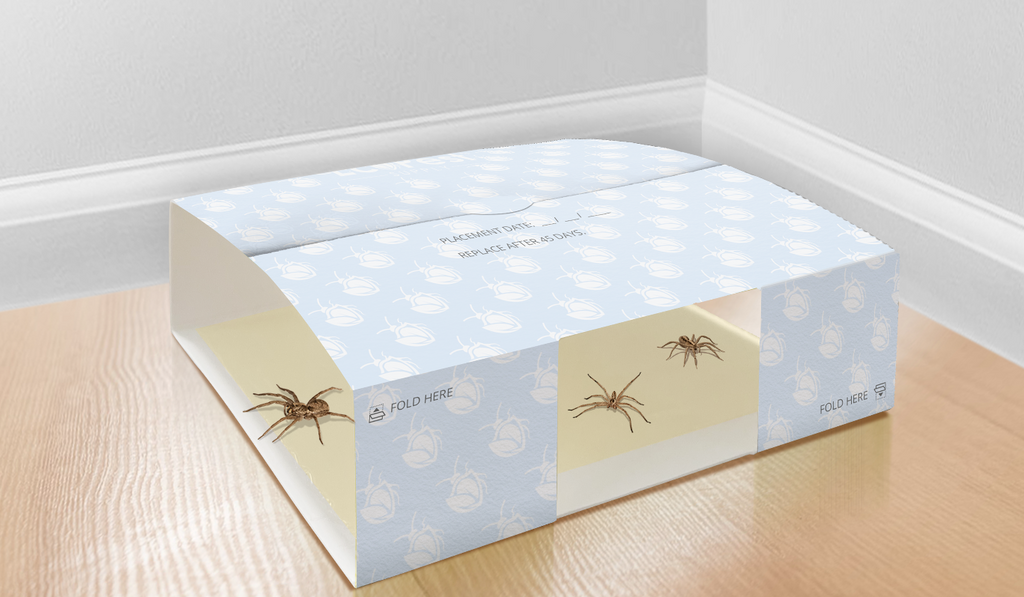 Glue trap for spiders