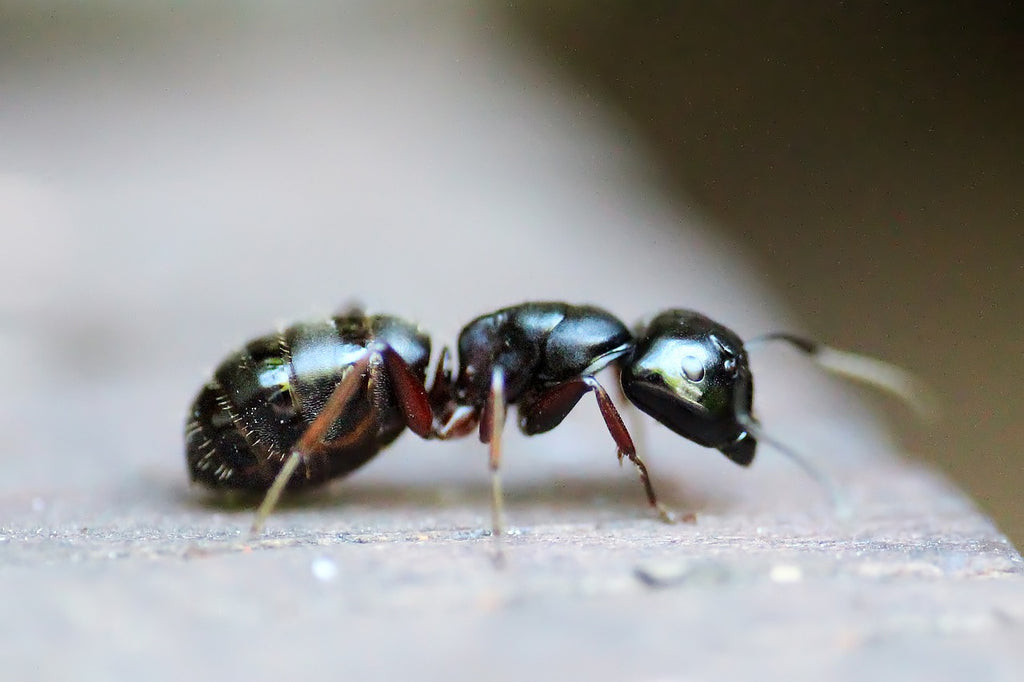 Picture of an ant in home.