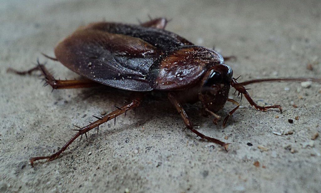 Picture of a cockroach up close.