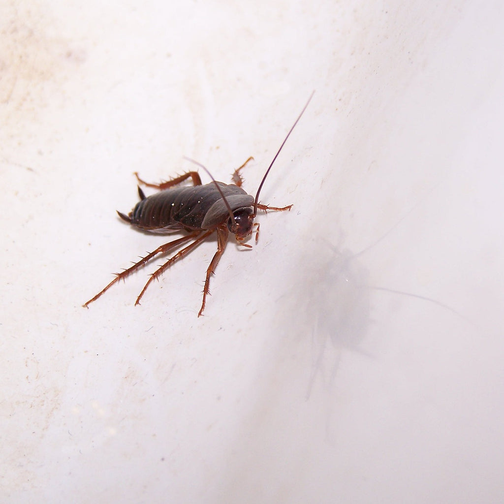 Photo of a roach.