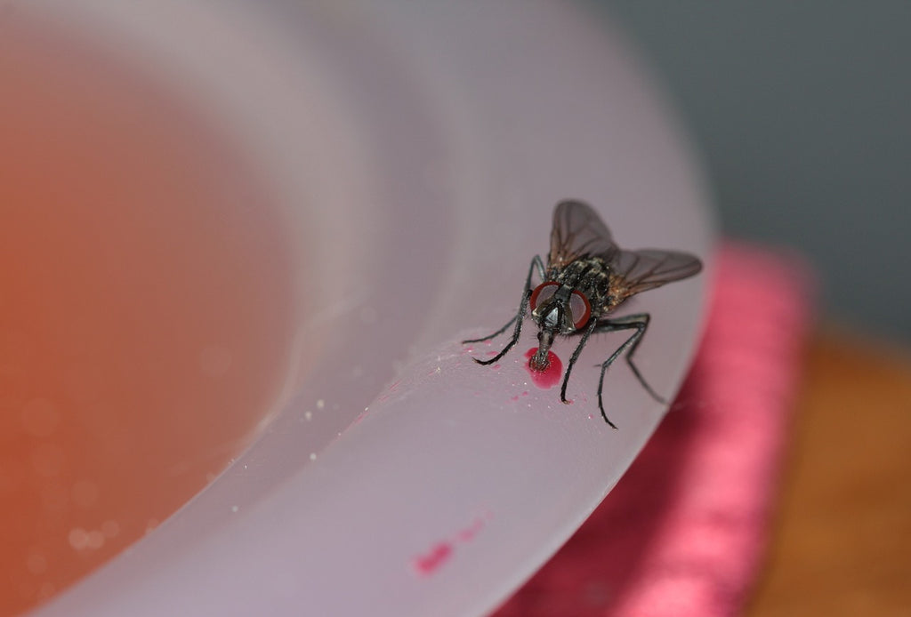 House fly on a plate.