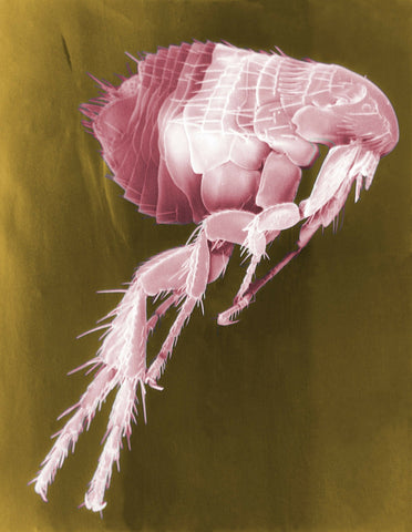 Flea that looks like a bed bug