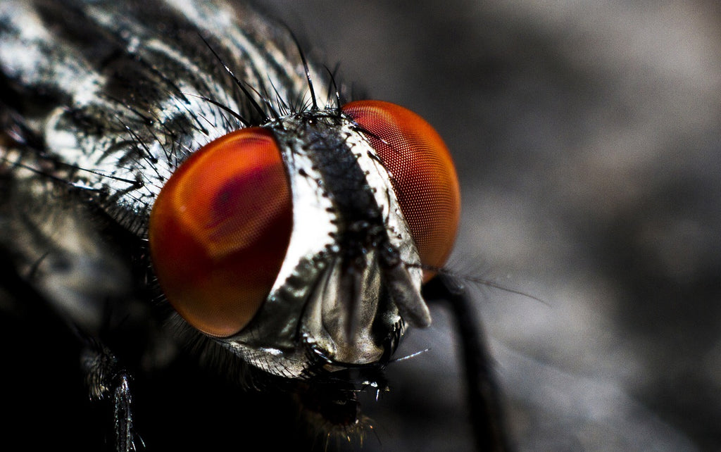 Picture of a house fly in a trap.