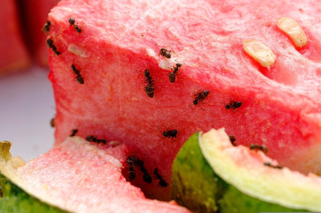 Ants on watermelon in the kitchen.