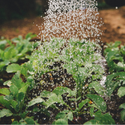 gardening