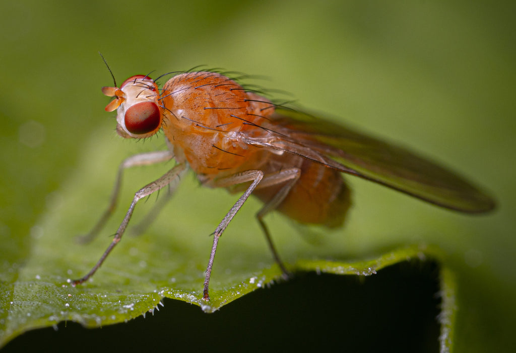 This $9 Sticky Fruit Fly Trap Got Rid of Bugs in My Home