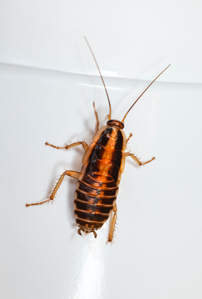 Cockroach in the home.