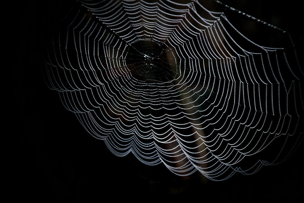 Spider web in a dark place