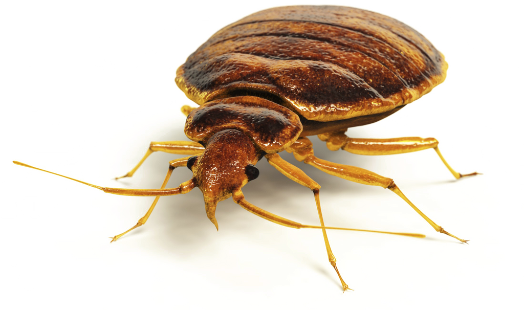 Picture of a bed bug.