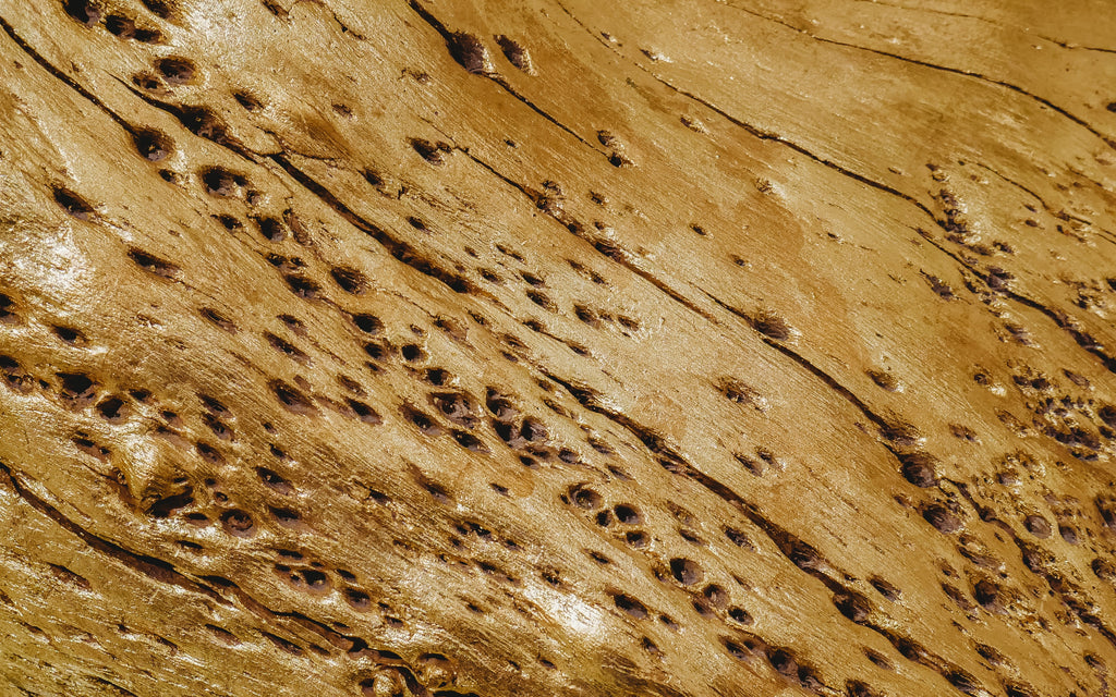 Picture of a termite damage on the wood.