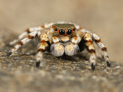 Jumping spider