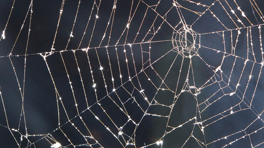 Spider web in the winter