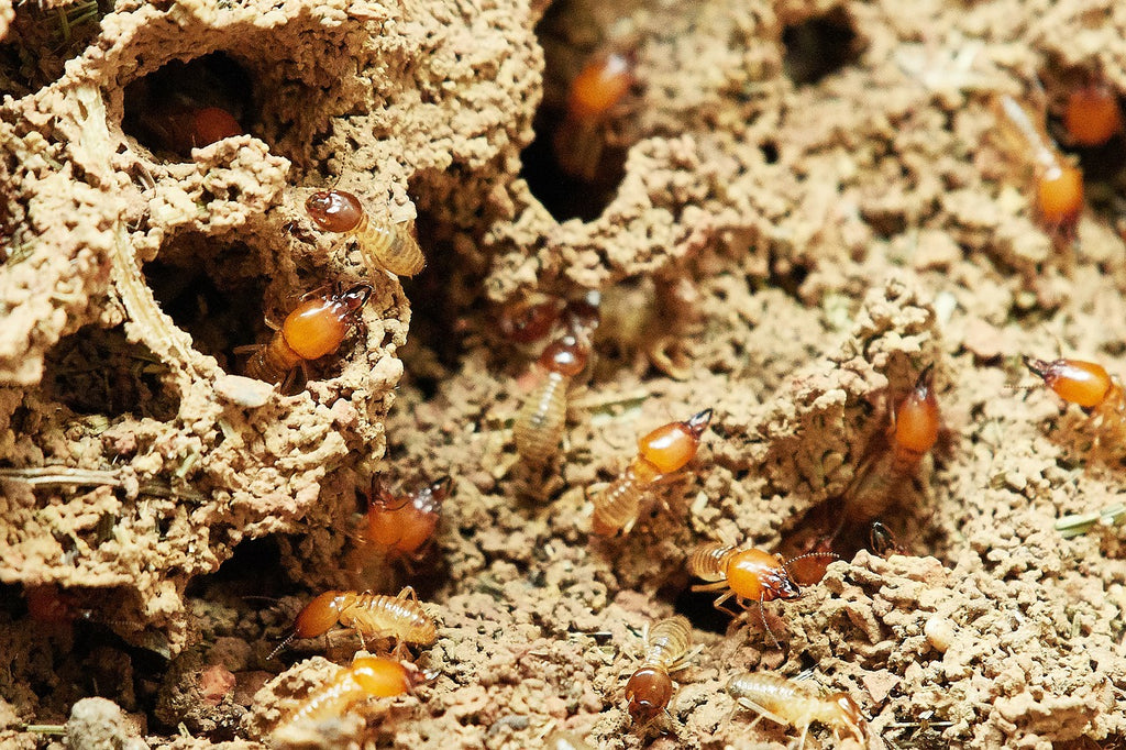 Picture of termites in the soil.