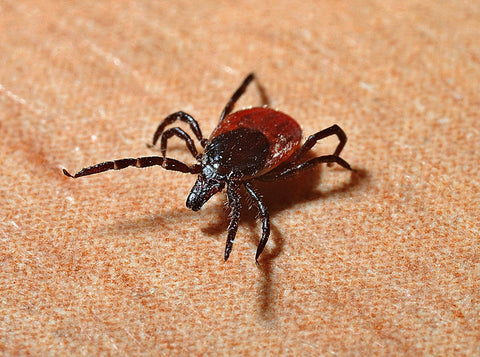 Tick that looks like a bed bug