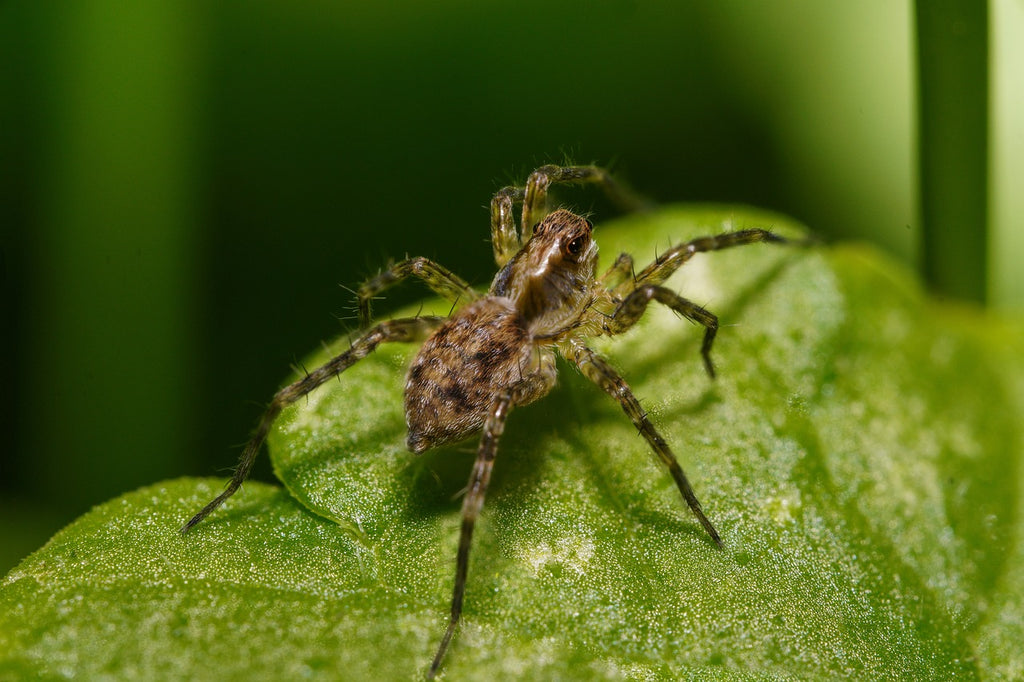 Wolf spider