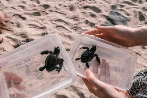 turtle hatcheries release program