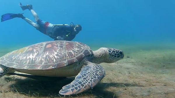 swim with turtles bali amed with bistro st. tropez