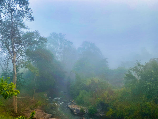 Mystischer Morgen mit Nebel