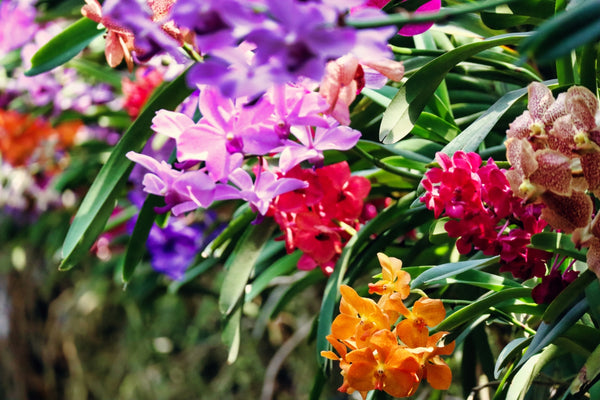 Wunderschöne Farbvielfalt bei Orchideen