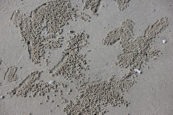 Sandkugeln von Krebsen