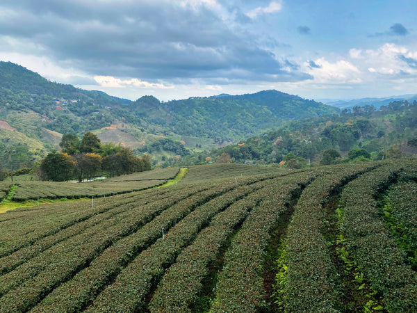 Teeplantagen bei Chiang Rai