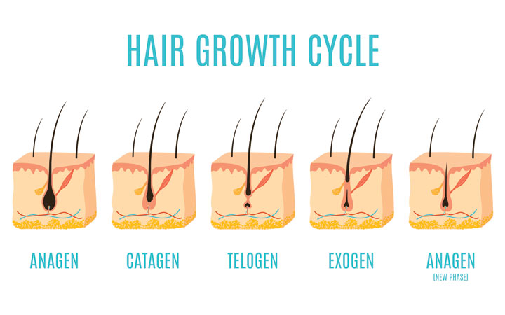 Hair Growth Cycle Understanding The Structure Of Your Follicles  Vedix