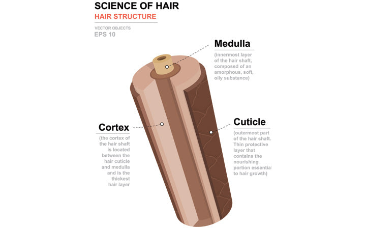 The Hair Structure  Hair Guide