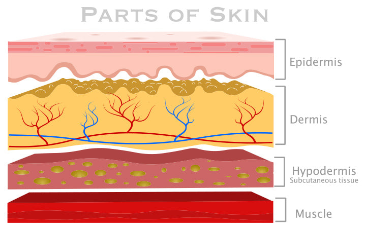 layers of epidermis