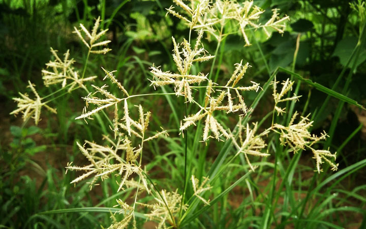 nutgrass known as nagarmotha