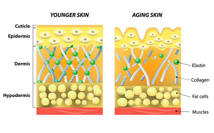 younger skin aging elastin collagen diagram