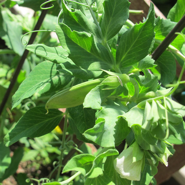 putting seeds in the soil