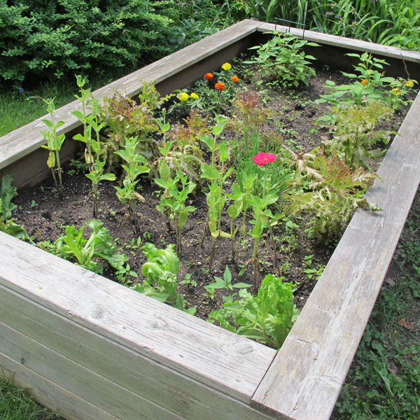 putting seeds in the soil