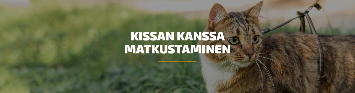 Kissan kanssa matkustaminen — 