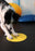FitPAWS Targets-kosketusalustat koiralle 4 kpl