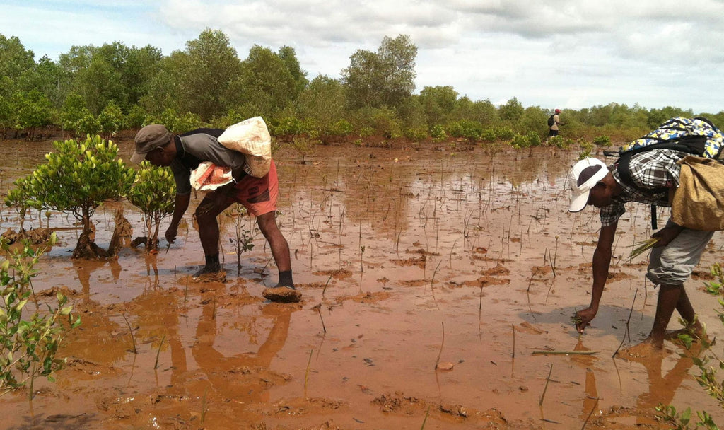 Mangrove Tree Planting in Madagascar