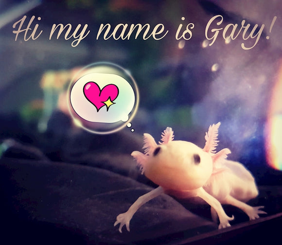 Educational Gary The Axolotl