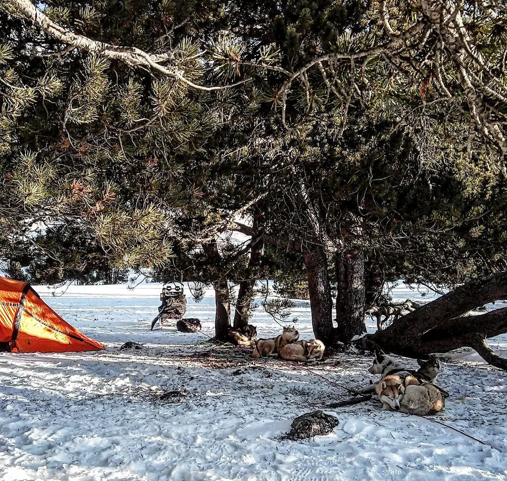 A dog sled team lies in the shade of a tree on a sunny winter morning.