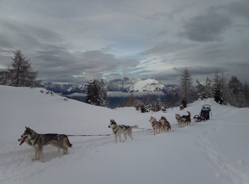 A sled dog team are paused in the snow with majestic mountains in the background.