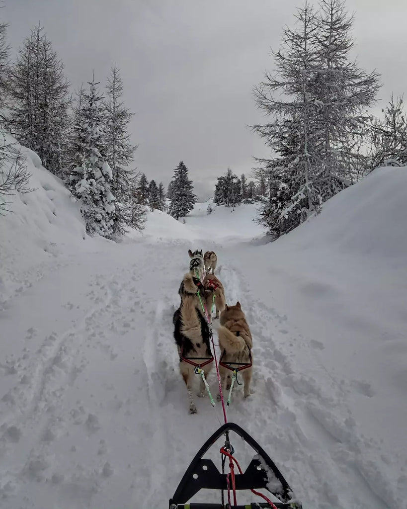 A team of sled dogs on the trail pulling a sled.