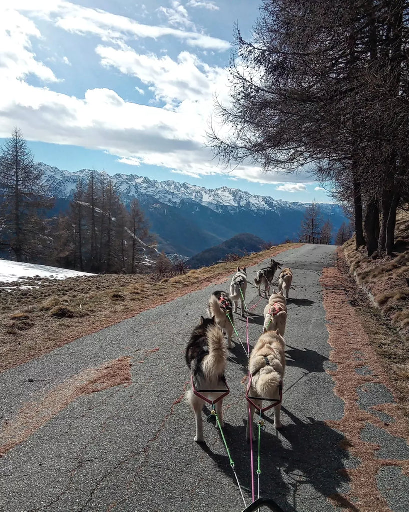 A sled dog team runs along a tarmac road in the absence of snow.